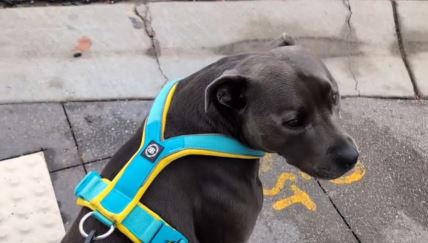 PAs koji ne voli da mu zadnjica dodiruje pod