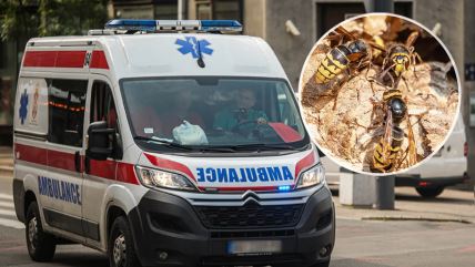 Hitna pomoć stršljen