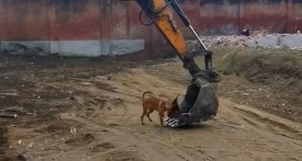 Pas voli da se vozi u kašiki bagera