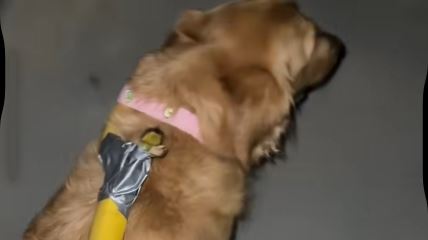 Pas sa povocem od banana