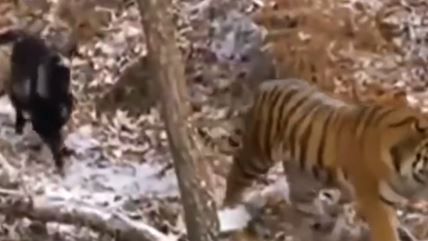 Tigar i koza potsali najbolji prijatelji