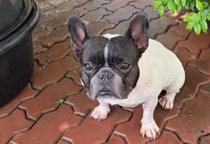 Reakcija psa na kofu punu vode je hit