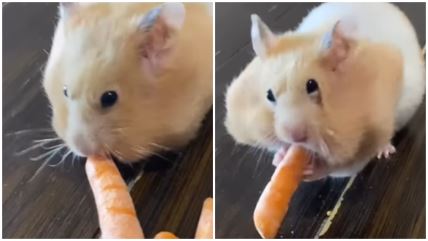 Halapljivi hrčak jede šargarepe