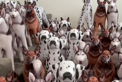 Gumeni i pravi haski