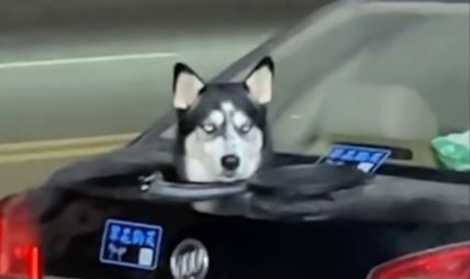 Vlasnik izbušio gepek da njegov pas može da viri tokom vožnje