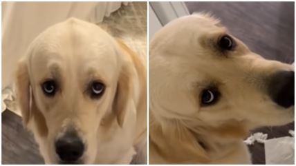 Pas napravio haso u sobi pa razoružao vlasnika pogledom