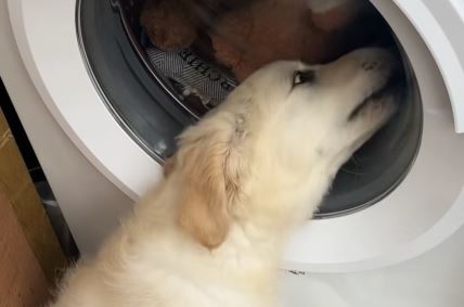 Pas tužan što mu se peru igračke