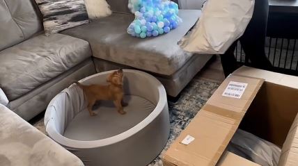 Pas je dobio bazen sa lopticama i ovoliku sreću još niste videli