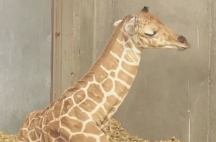 Snimak novorođene žirafe koja bi da drema ali ne zna šta će s vratom nasmejao milione