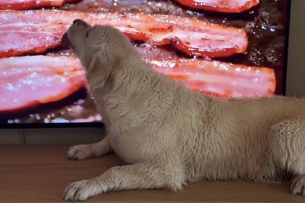 Pas liže ekran jer misli da je slanina prava