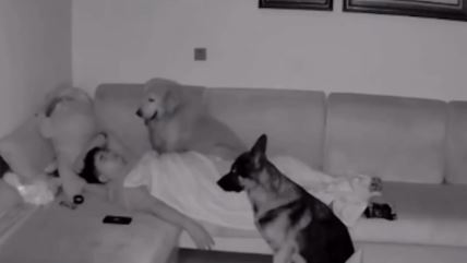 Psi gledaju dečka dok spava