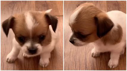 Snimak psa koji se uplašio sopstvenog kijanja