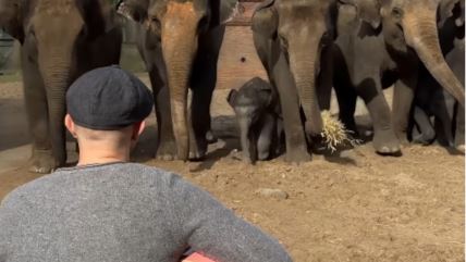 slonovi čovek gitara