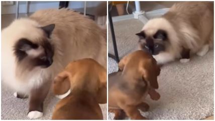 Snimak prvog susreta mačke i psa