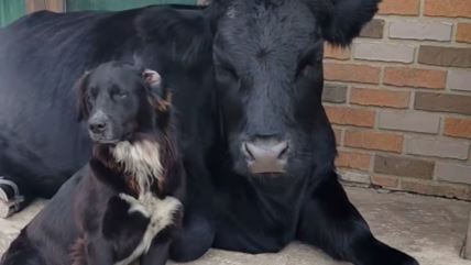 pas i krava najbolji prijatelji