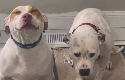 Snimak reakcije pasa nakon što su ukrali gazdarici bombone iz torbe