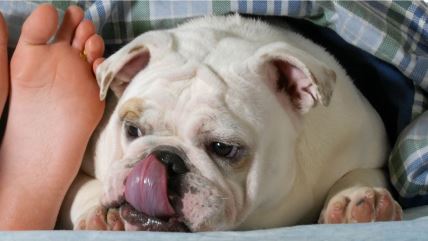 Engleski buldog u krevetu liže stopalo vlasnika