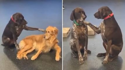 Pas koji mazi druge pse.jpg