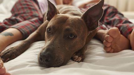 Pas na krevetu kod nogu vlasnika