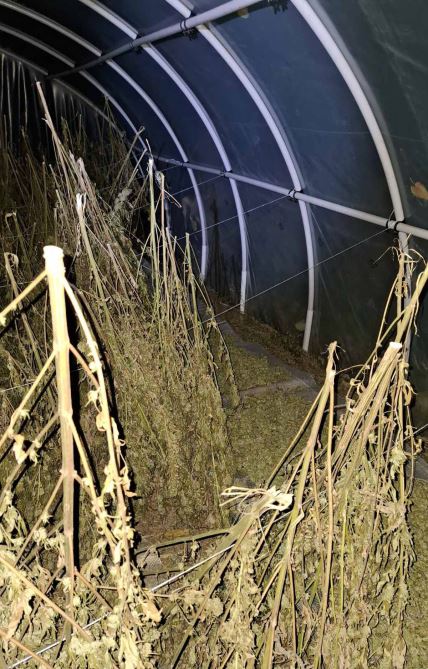 Zaplena marihuane (5).jpg