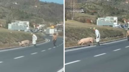 Krmača pobegla na magistralu  kod Zlatibora