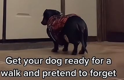 Pas ne ide u šetnju