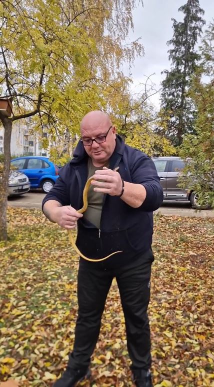 Zmijolovac Vladica Stanković vadi zmiju iz šahta u Vranju