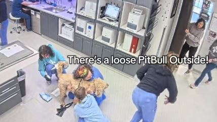 Čule su da je napolju opasan pas i odmah su izletele, a onda su shvatile ko je pitbul