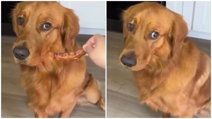 Razmaženi pas odbija da pojede slaninu dok gazda ne uradi jednu stvar