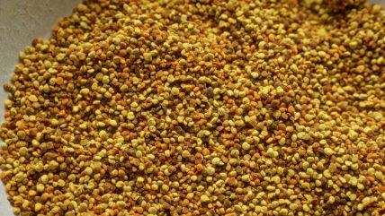 Zumirani prikaz zrnaca pčelinjeg polena u različitim nijansama žute i braon boje