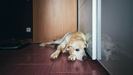 Pas leži na pločicama pored vrata