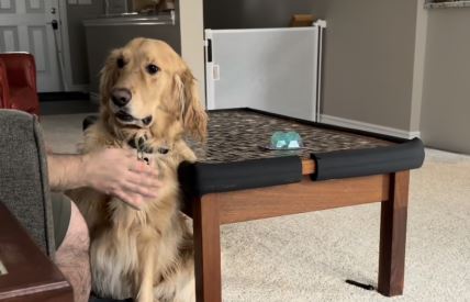 Pravio se da mazi retrivera, a njegova reakcija je urnebesna