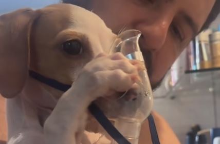 Štene koje se inhalira je nešto najslađe što ćete videti večeras