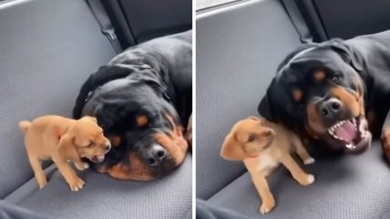 KomboBox-2Slike16x9 copy.jpg