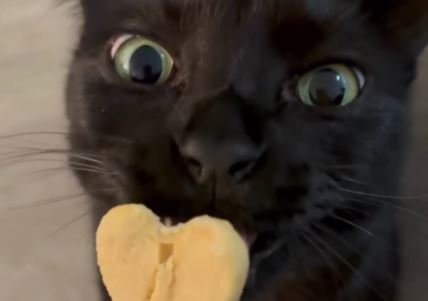 Borba mačke i sladoleda zasmejala internet