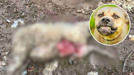 Kruzic 16x9 copy.jpg