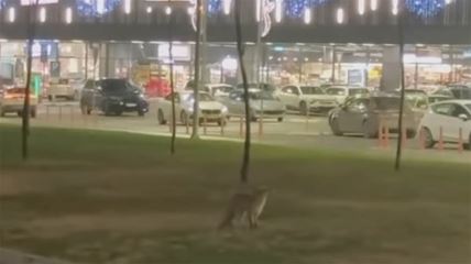 lisica u Novom Sadu.jpg