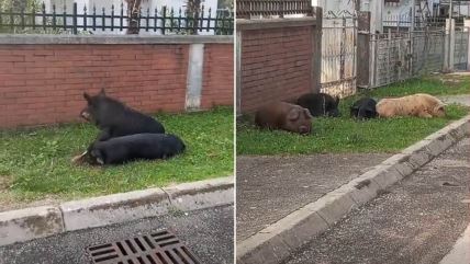 divlje svinje u Sutomoru.jpg