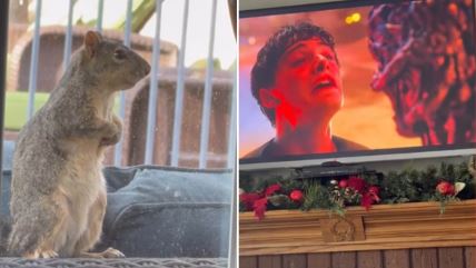 Veverica gleda Stranger Things.jpg