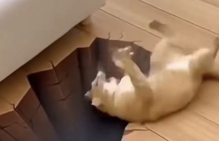 Mačka misli da pada