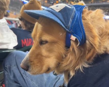 Snimak zlatnog retrivera koji zaspi tokom utakmice