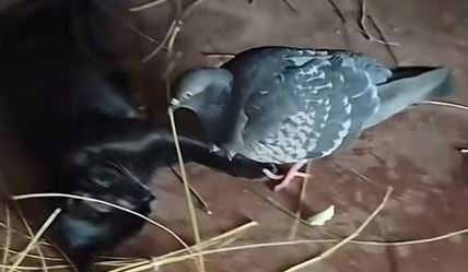 Golub svija gnezdo mački