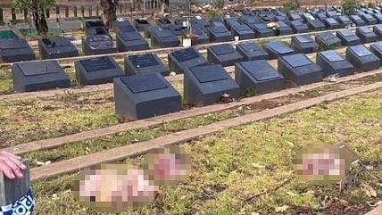 svinjske glave na groblju.jpg