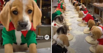 Možda je AI, ali mi slađi video skoro nismo videli štenci pomažu Deda Mrazu i mese picu