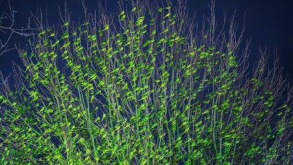 krošnja drveta papagaji