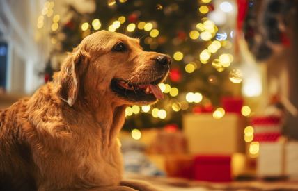 Pas ispred novogodišnje jelke