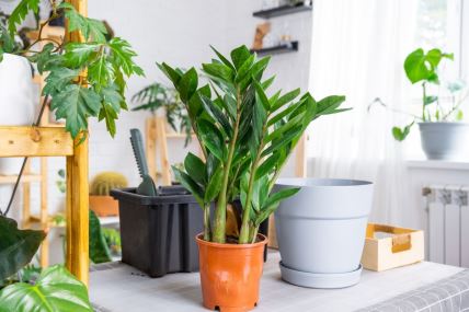 Zamija buja ako ne slušate 5 zabluda.jpeg