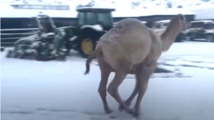 Kamila prvi put na snegu