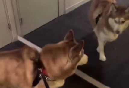 Snimak prvog susreta haskija sa ogledalom 