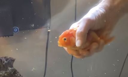 Čovek pomaže ribici da pliva